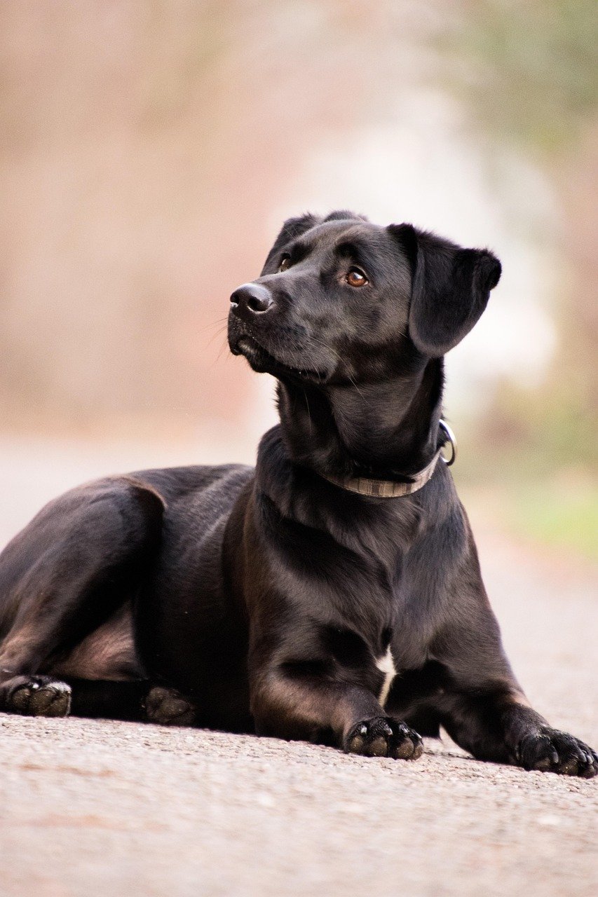 dog, mammal, animal, cute, nature, pet, domestic animal, labrador, black, labrador, labrador, labrador, labrador, labrador