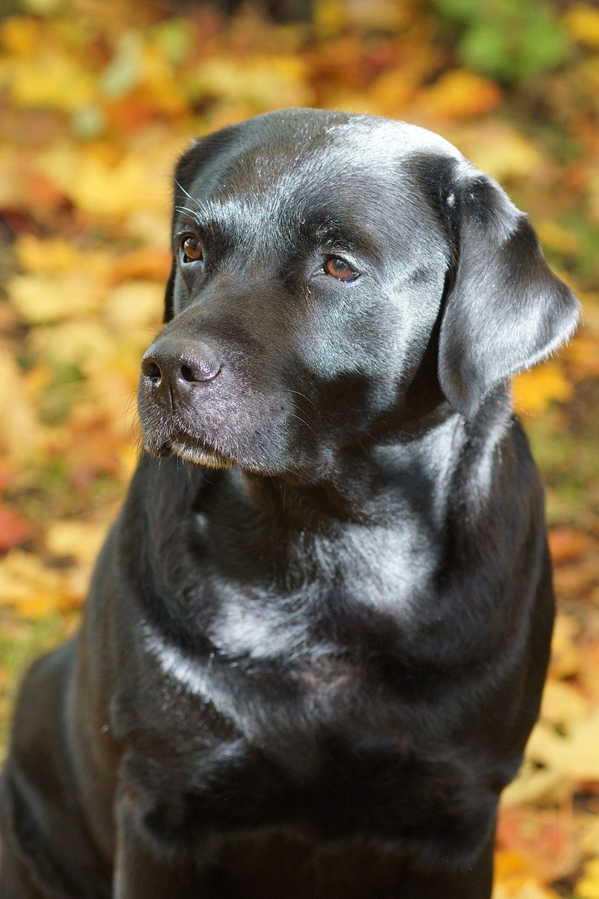 labrador, animal, lab, dog, black, pet, portrait, cute, nature