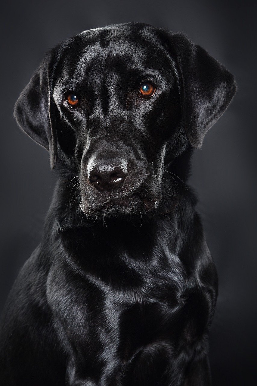 dog, labrador, canine, pet, domestic animal, labrador, animal, labrador, labrador, labrador, labrador