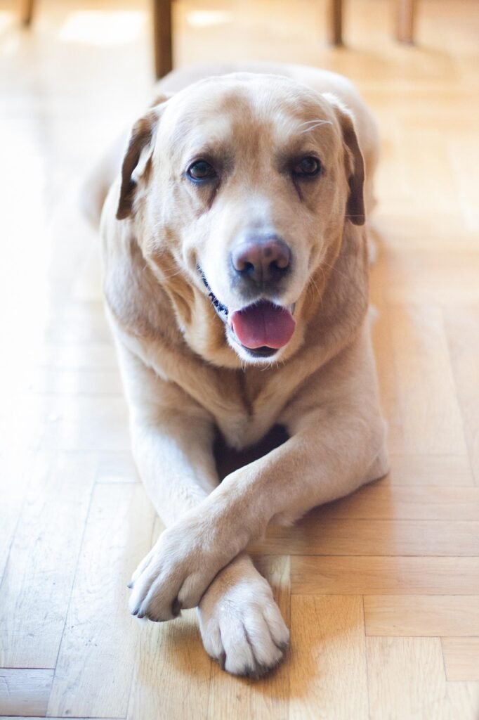 dog, pet, animal, old, labrador, grown up, retriever, yellow, labrador, labrador, labrador, labrador, labrador